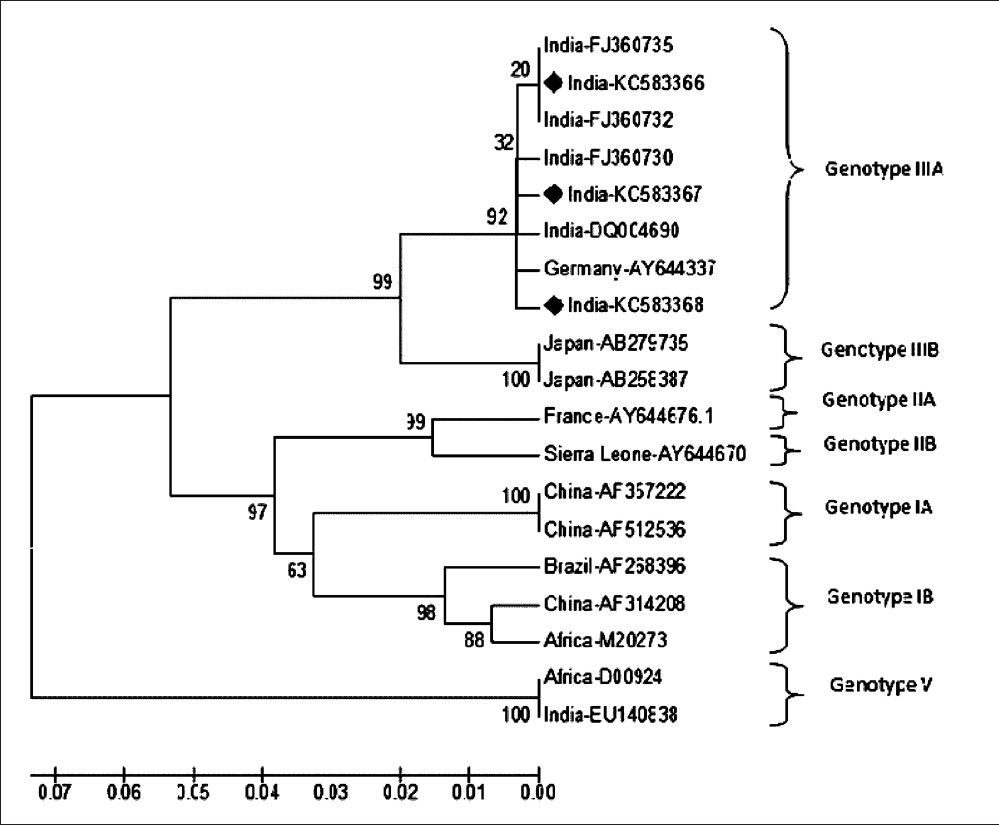 Phylogenetic tree of hepatitis A viruses generated by the p distance NJ method, based on the 5’ NCR nucleotide sequence (292 bases). Each strain is labelled as country followed by Gene bank accession number. The strains from this study are marked with (♦). The respective genotypes are marked after bracket.