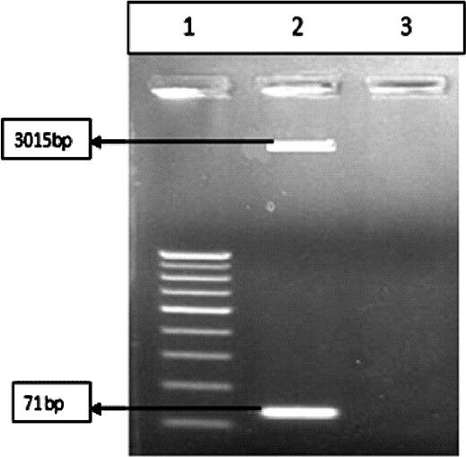Restriction digestion of PCR product by EcoRI enzyme. Lane 1: 50 bp ladderk, Lane 2: Digested product, Lane 3: Blank.