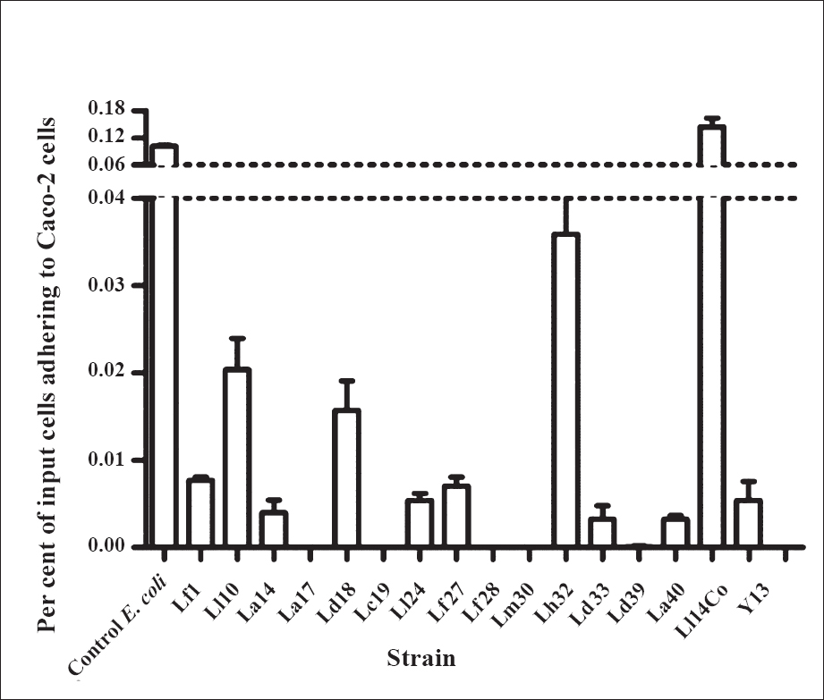 Adherence of LAB to Caco-2 cells. The Y-axis shows mean ± SE per cent of input bacteria adhering to the epithelial cell monolayer (n=3 experiments).