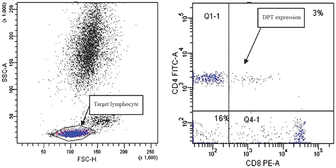 Study of target lymphocytes and double positive T (DPT) cells by flow cytometry (FCM).