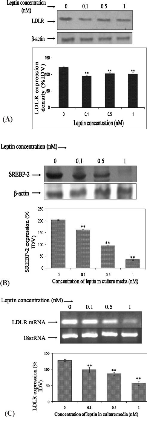 A. Expression of LDL receptor (LDLR) protein in HepG2 cells with increasing concentration of leptin. The figure shows LDLR protein expression by western blotting. Leptin showed inhibition of LDL receptor expression. Each bar in the graph represents mean ± SD [(% Integrated density value (IDV) normalized against respective β-actin expression]; n=3; statistical analysis was carried out by one-way ANOVA followed by Dunnette's multiple comparison; **P<0.01. B. Expression of LDL receptor mRNA in HepG2 cells with increasing concentration of leptin. The figure depicts the LDLR transcript expression by semi-quantitative RT-PCR. LDLR mRNA was inhibited in a dose dependent manner with increasing leptin concentration. Data represented as mean ± SD (%IDV normalized against respective β-actin expression); n=3; statistical analysis was carried out by one-way ANOVA followed by Dunnette's multiple comparison; **P<0.01. C. Expression of SREBP2 in HepG2 cells with various concentration of leptin in the culture medium. The figure represents the expression of SREBP2 by Western blotting. Leptin inhibited the expression of SREBP2. Each bar in the graph represents mean ± SD (%IDV normalized against respective β-actin expression); n=3; statistical analysis was carried out by one-way ANOVA followed by Dunnette's multiple comparison; **P<0.01.