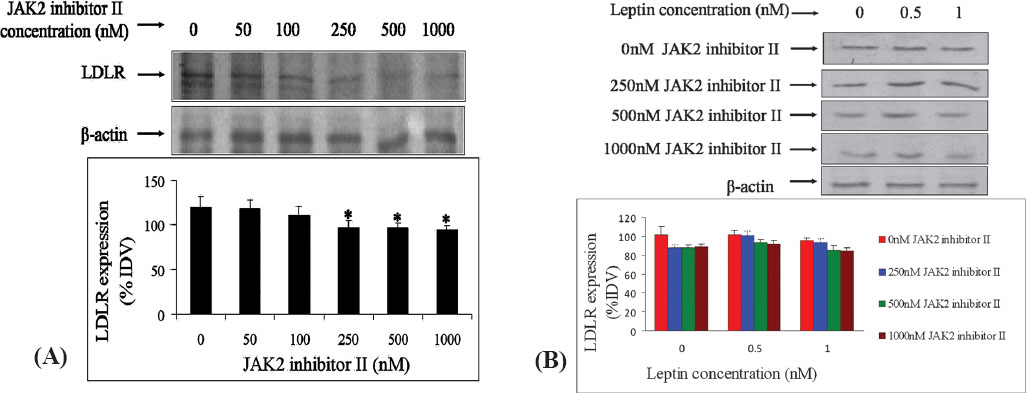 (A) Expression of LDL receptor (LDLR) in HepG2 cells in the presence of different concentrations (0 to 1000 nM) of JAK2 inhibitor II. LDLR expression was detected by western blotting in presence of varying concentrations of JAK2 inhibitor II. Each bar in the graph represents mean ± SD (%IDV normalized against respective β-actin expression); n=3. (B) Expression of LDL receptor by HepG2 cells in the presence of various leptin concentrations with 0, 250, 500 and 1000 nM JAK2 inhibitor-ll. Using three concentrations (250, 500 and 1000 nM) of the JAK2 inhibitor II from Figure 2A, their effects on modulation of LDLR expression was detected by Western blotting.