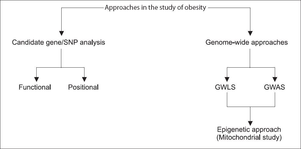 Strategic approach towards analysis of obesity in humans. SNP, single nucleotide polymorphisms; GWLS, genome-wide linkage scans; GWAS, genome-wide association studies.