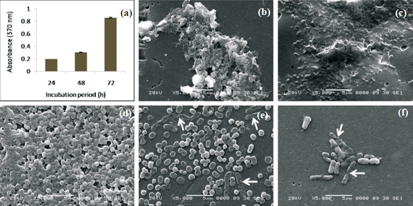 Biofilm formation by A. haemolyticus MMC 8 (a) Time course by microtiter plate method, Bars and error bars indicate mean and standard deviation of six readings obtained in two sets Scanning electron micrographs (b) 24 h, (c) 48 h, (d) 72 h of unchallenged biofilm, (e) biofilm challenged with gentamicin, (f) AgNO3. White arrows indicate affected cells due to gentamycin (8192 μg/ml) and silver nitrate (6.4 mM).