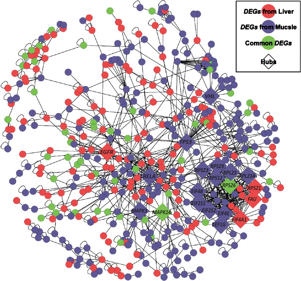 The shared pathway/ GO categories for DEGs from liver and skeletal muscle tissues. DEGs from skeletal muscle are shown as blue nodes, DEGs from liver are represented as pink nodes, while common DEGs appear as green nodes.