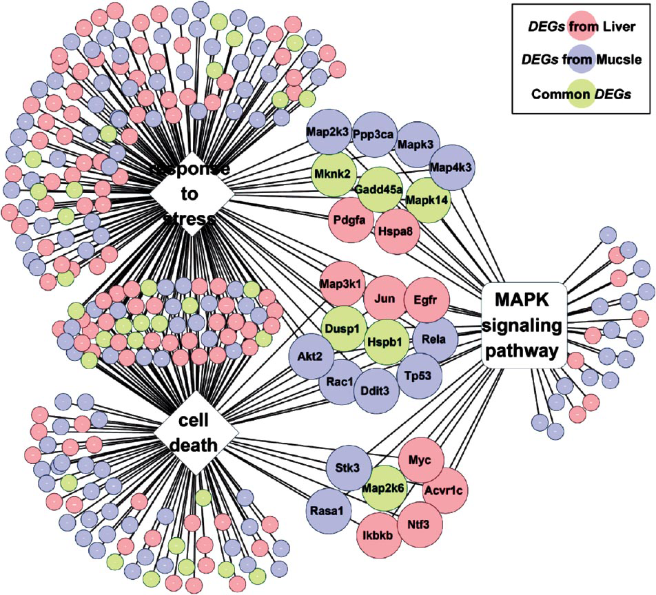 Summary of protein-protein interactions (PPIs) among the human homologues of DEGs. Seven interaction datasets were integrated to generate the PPIs network. The network was constructed with Cytoscape, and displayed using an edge-weighted spring embedded layout. Only the homologues that showed a PPI are included. DEGs from skeletal muscle are shown as blue nodes, DEGs from liver are represented as pink nodes, while common DEGs appear as green nodes. Diamond shapes indicate the highly connected proteins (also known as hubs).