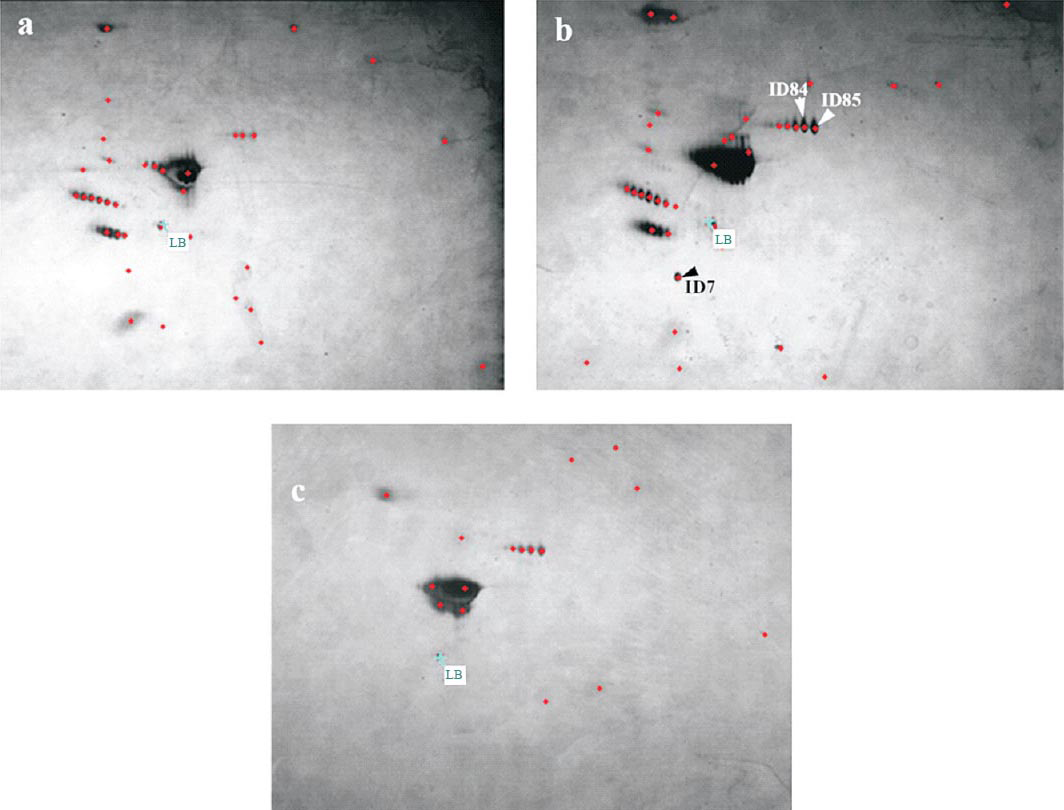 Silver stained 2-D gel of albumin and IgG depleted blood plasma samples of hypobaric hypoxia exposed Sprague Dawley rats showing the total detected protein spots (marked with red colour) and differentially expressed proteins (marked with arrow and protein spot ID); (a) susceptible; (b) tolerant and (c) normal.