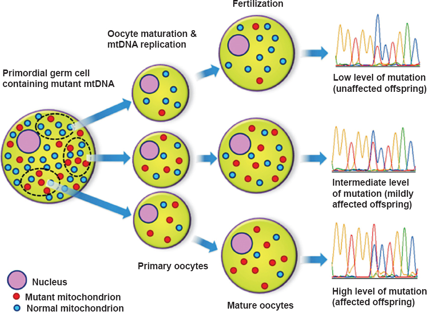 Schematic picture showing the mitochondrial genetic bottleneck. Selected number of mtDNA molecules are transferred to each cell during the production of primary oocyte. The rapid replication of mtDNA in mature oocyte causes random shift of mutation load between generations and is responsible for the variable levels of mutant mtDNA in affected offspring.