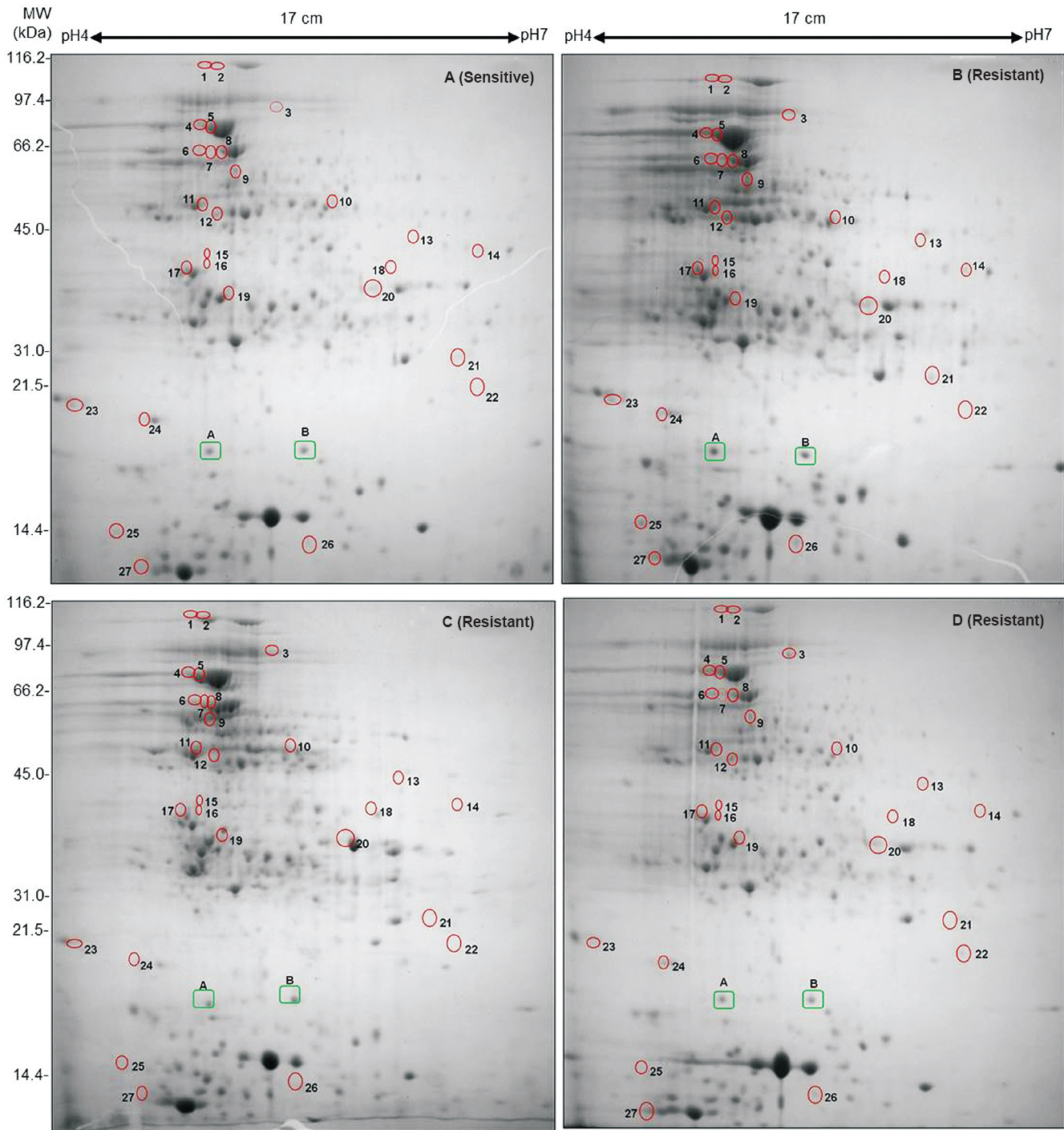 2D gel profiles of whole cell lysate proteins of Mtb clinical isolates collected sequentially from a single patient. The upregulated proteins are highlighted by circles. (A) First Mtb isolate (before treatment) sensitive to all 4 drugs, (B) Second isolate (during treatment) acquires MDR, (C) Third isolate (after 15 months of treatment) acquires drug resistance to yet another drug kanamycin and (D) Fourth MDR isolate after 27 months. Two Proteins, A (Rv1080c) and B (Rv2140c) marked in green rectangles, were selected for observing expression variation in all four samples and showed similar level of expression in all gels.