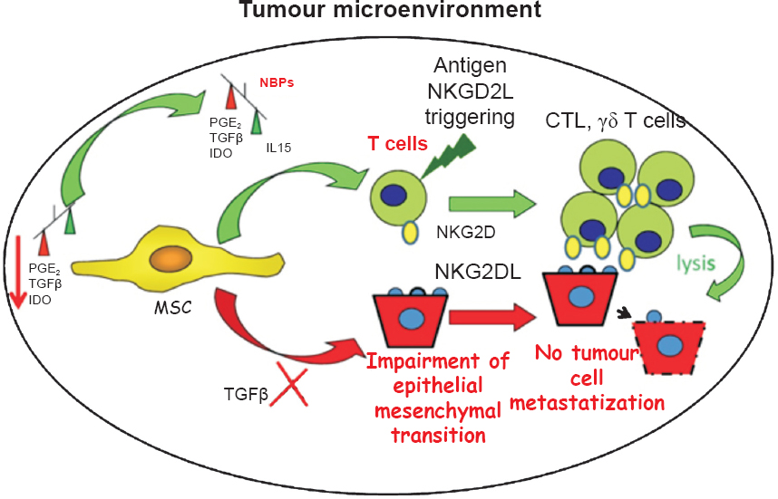 Role of mesenchymal stromal cells (MSC) in tumour microenvironment: priming with aminobisphosphonates can trigger anti-tumour immunity. MSC through different soluble factors as prostaglandin E2 (PGE2), indoleaminedioxigenase (IDO) and transforming growth factor (TGF)β can downregulate anti-tumour immune response triggered through NKG2D-NKG2DL interaction. In addition, TGFβ can stimulate epithelial mesenchymal transition (EMT) and further metastasization of tumour cells. The priming of MSC with aminobishosphonates (NBPs) induces an imbalance between the production of TGFβ and interleukin (IL)15. TGFβ is an immune regulating factor compared with the immunostimulation elicited with IL15. This leads to the triggering, rather than inhibition, of anti-tumour immune response with the consequent tumour cell killing. Cytolytic T lymphocytes (CTL) and γδ T cells are the main effector mediators of tumour cell elimination. Further, the reduction in TGFβ production can impair the EMT and the consequent metastasization of tumour cells.