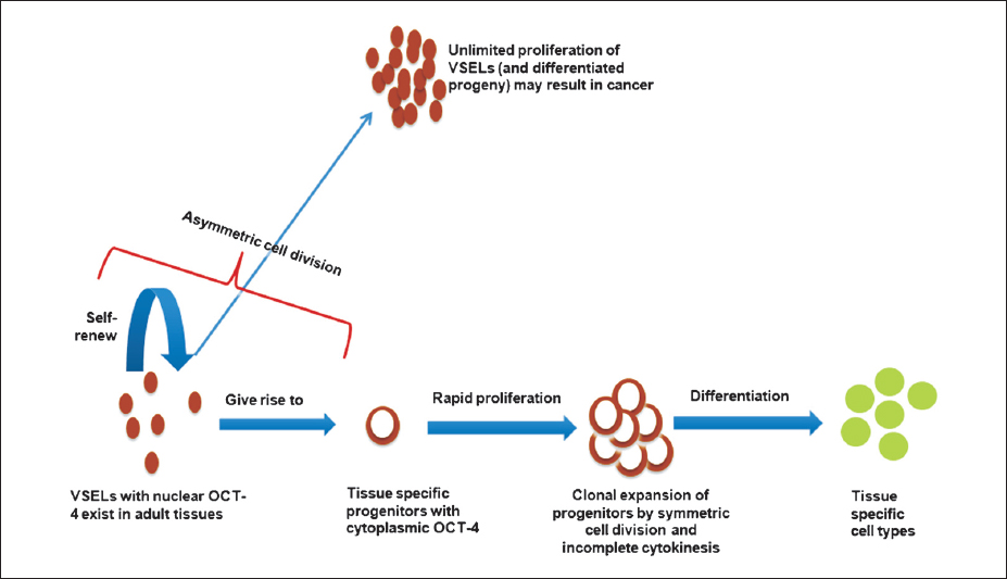 Proposed basic concepts in stem cell biology. VSELs, very small embryonic-like stem cells; OCT-4, a stem cell marker, nuclear OCT-4A isoforms responsible for pluripotent state; ASCs, adult stem cells which are tissue specific, actually progenitors; CSCs, cancer stem cells.