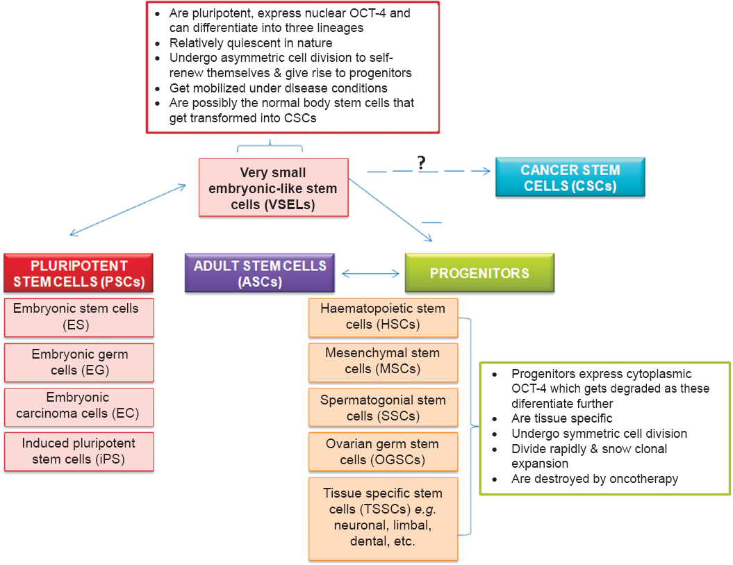 Basic understanding on stem cells and progenitors.