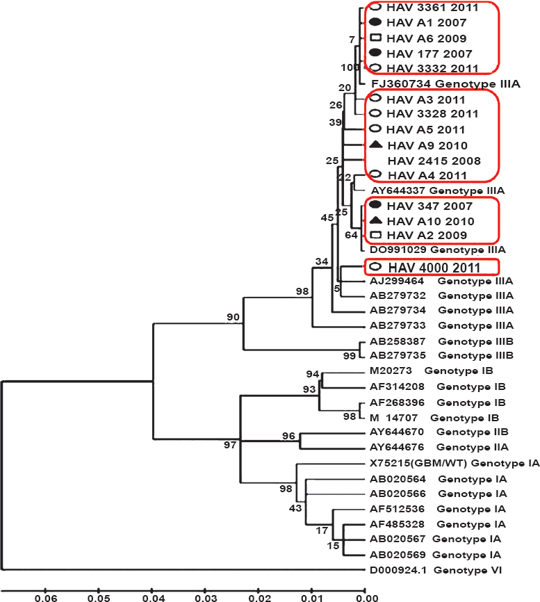 Genetic relatedness of 15 representative HAV strains reported from north India from 2007-2011 with 23 reference HAV strains retrieved from GenBank. Comparison is based on 500 nucleotides from 5’NTR region and analyzed by neighbor-joining method. Bootstrap values of 1000 replicates were used for statistical verification. Our seven strains clustered with isolate from west India, one ALF sequence was closely similar to wild type of HAV IIIA from Germany, three showed close association with HAV strain from a Guillain Barre patient, another three were related to strains isolated from Norway and Japan. Year-wise representation of strains: •, 2007; blank, 2008; □, 2009; ▴, 2010; ○, 2011.