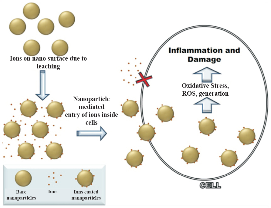 Schematic representation of metallic nanotoxicity mechanism. Zero valent metallic nanoparticles rarely show toxicity but the ions leaching from it.often adsorbed onto outer surface and can induce oxidative stress while permeating healthy normal cell (ions themselves cannot penetrate cell membrane). ROS, reactive oxygen species.