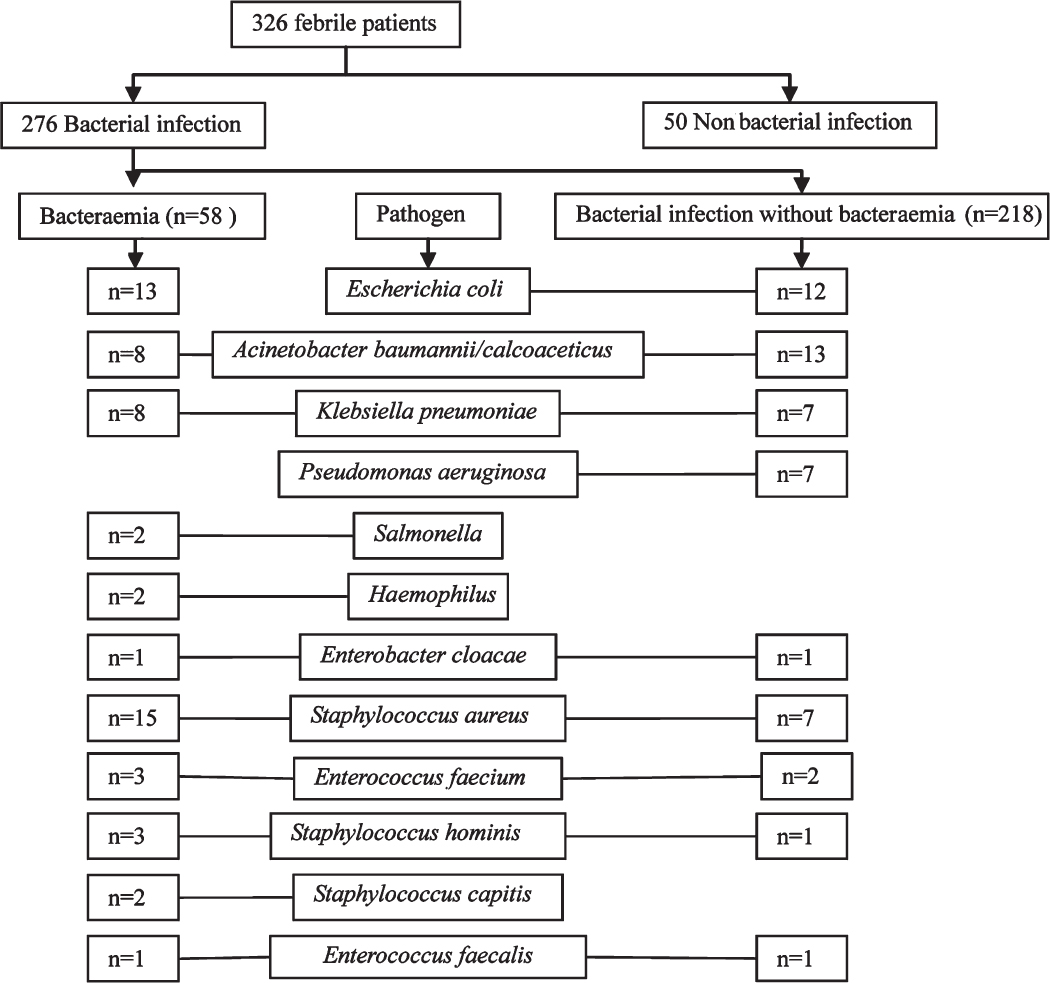 Bacterial pathogens isolated from the enrolled febrile patients.