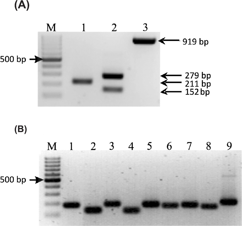 Agarose gel electrophoresis of PCR products. (A) phylogenetic analysis. Lanes: 1 – yjaA, 2 – chuA (upper band), TspE4.C2 (lower band), 3 – 16SrRNA (control), (B) biofilm-related genes. Lanes:1 – luxS, 2 – sdiA, 3 – mqsR, 4 – ant43, 5 – yliH, 6 – cspG, 7 – yceP, 8 – bolA, 9 – rpoS. M – molecular size markers (100 bp, Fermentas). Lane 1, 178 bp; Lane 2, 130 bp; Lane 3, 187 bp; Lane 4, 127 bp; Lane 5, 182 bp; Lane 6, 169 bp; Lane 7, 178 bp; Lane 8, 164 bp; Lane 9, 209 bp.
