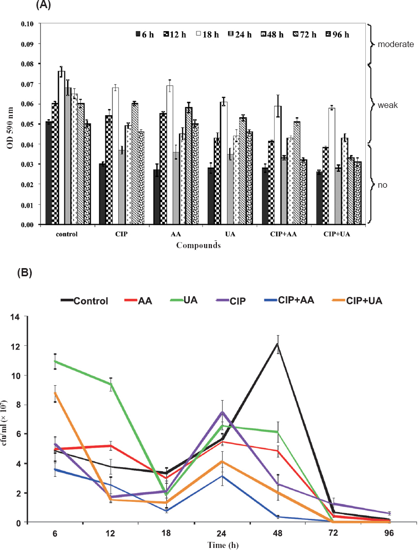 Biofilm production (A) and bacterial survival (B) on microtitre plates. Values represent the mean ±SD of three separate experiments for CFT073. CIP, ciprofloxacin; AA, asiatic acid; UA, ursolic acid. *P≤ 0.05 compared with control.