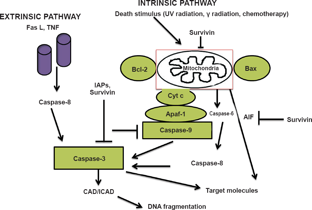 Survivin (SVN) pathways to apoptosis. Activation of cell death pathways can be initiated through different mechanisms, including through ligand binding (FasL, TNF) to a death receptor on the cell surface (extrinsic pathway) or via direct mitochondrial signaling (intrinsic pathway). The mitochondrial pathway is initiated by activation of the Bax/Bcl-2 pathway leading to the release of apoptotic factors such as cytochrome c (cyt c) and apoptosis-inducing factor (AIF) from the mitochondrial intermembrane space into the cytoplasm. The release of cytochrome c from mitochondria results in caspase-3 activation through formation of the cytochrome c/Apaf-1(apoptotic peptidase activating factor-1)/caspase-9 apoptosome complex. Caspase-3 cleaves a number of substrates including cytoskeletal proteins and DNA. Caspase-activated DNase (CAD) and inhibitor of CAD (ICAD) initiate cleavage and fragmentation of DNA. The inhibitors of apoptosis (IAPs) inhibit cell death by physically interacting with caspases. Survivin has been shown to inhibit apoptosis through caspase-dependent and independent pathways.