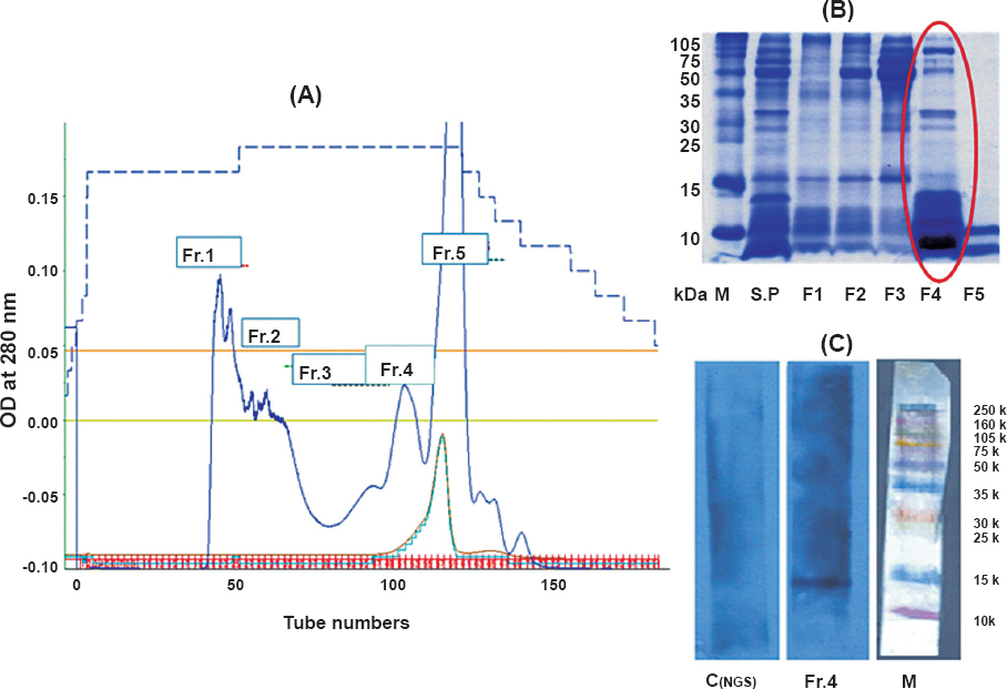 (A). depicts the chromatogram of human seminal plasma proteins purified by gel permeation chromatography, the protein profile of which is shown in (B). The presence of cys C in Fr.4 is indicated in (C). (M, mol wt. marker; Control, blot treated with pre-immune serum; test, Blot treated with cys C antibody).