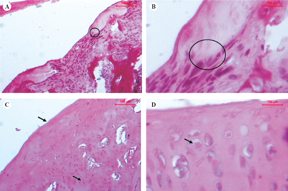 Hematoxylin and eosin stained femoral articular cartilage of 100 mg/kg EPE treated rats showing transition of fibrocartilage (circle) to acellular cartilage (A, 10x; B, 40x) and 300 mg/kg EPE treated rats (C, 10x; D, 40x) showing reduced joint cartilage damage and cartilage surface with well developed superficial, mid and deep zones (arrows).