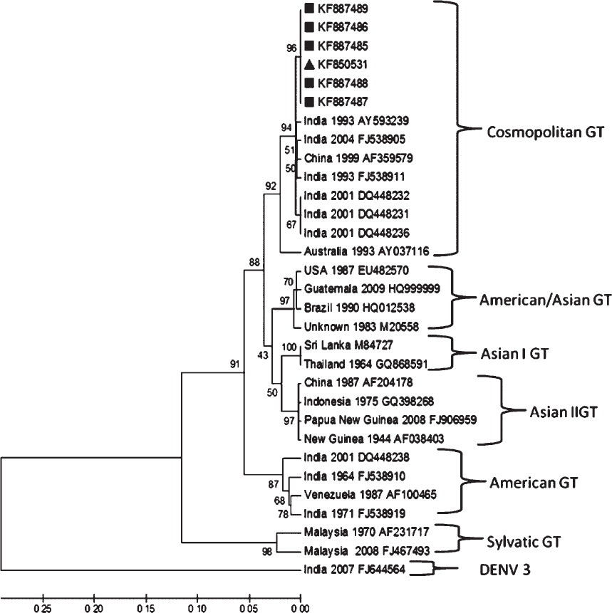Maximum likelihood phylogenetic tree, generated with Kimura 2-parameter using CLUSTAL W & MEGA 5 software with 1000 bootstrap replicates. Twenty four reported sequences of DENV2 were downloaded from NCBI and were assembled with the six curated (marked with ■= human, ▲ = mosquito) sequences of E/NS1 gene junction of DENV2 from this study. DENV3 used as out group. The analysis reveals that virus belongs to cosmopolitan genotype of DENV2.