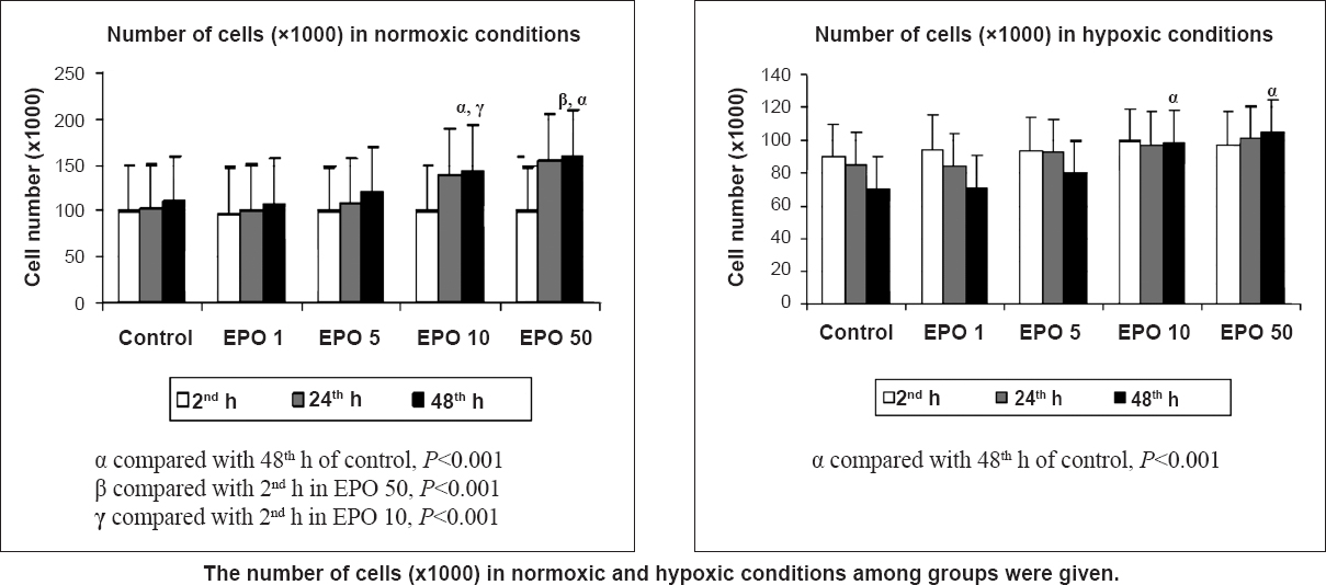 Effects of different concentrations (1,5,10, 50 IU/ml) of erythropoietin (EPO) treatment on cell proliferation index in normoxia and hypoxia at 2, 24 and 48 h by the MTT assay. Data are presented as mean ± SE (n=40 observations).