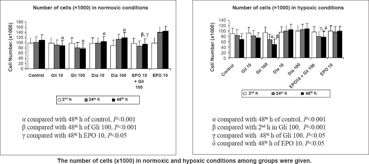 Effects of glibenclamide (Gli 10,100 μM) and diazoxide (Dia 10,100 μM) treatment on cell proliferation index in normoxia and hypoxia at 2, 24 and 48 h by the MTT assay. Data are presented as mean ± SE (n=40 observations).