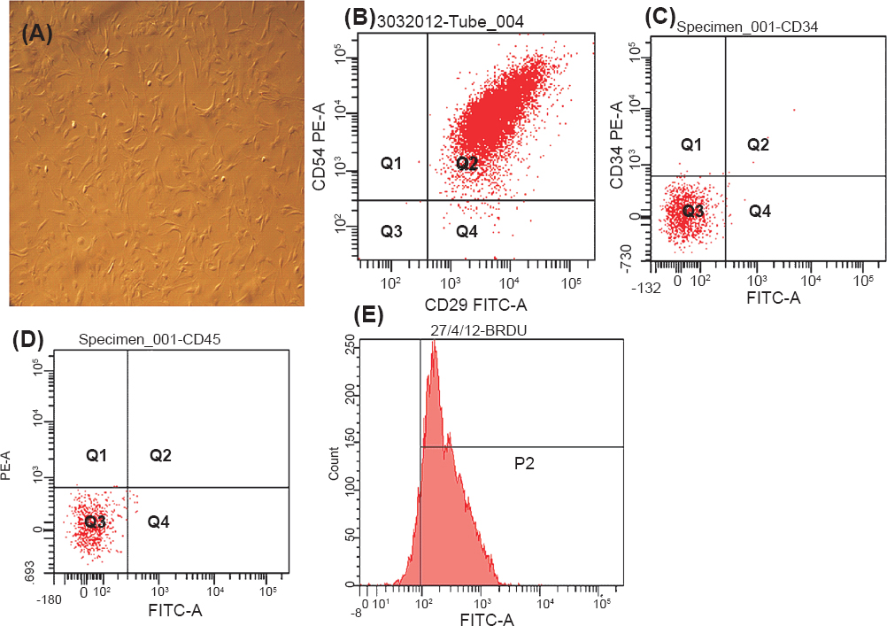 (A). Photomicrographs of cultured mesenchymal stem cells (20X magnification), (B) Flow cytometry analysis of percentage of dual positive (CD29 and CD54) cultured mesenchymal stem cells, (C, D) Flow cytometry analysis of percentage of negative marker (CD 34 and CD 45) for haematopoietic lineage, and (E) Flow cytometry analysis of percentage of labelling of mesenchymal stem cells with anti- BrdU.