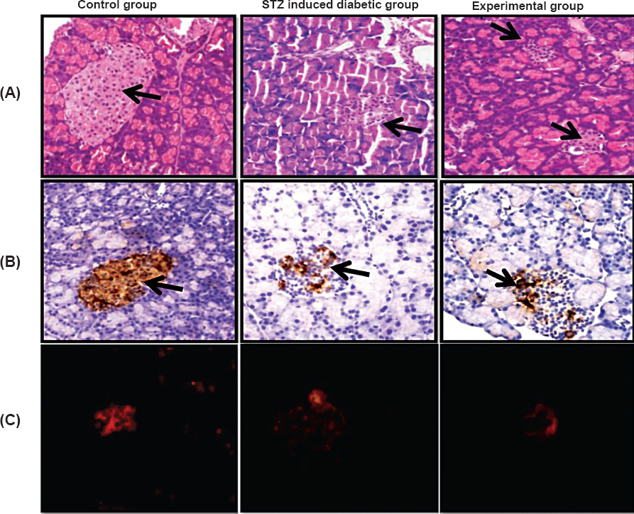 (A). Histology of the rat pancreas from control group, streptozotocin induced diabetic group and experimental group showing pancreatic islets at a magnification of 20X. H&E (arrows), (B) insulin reactivity in pancreatic tissue (arrow) shown by immunohistochemistry, and (C). immunofluorescence.