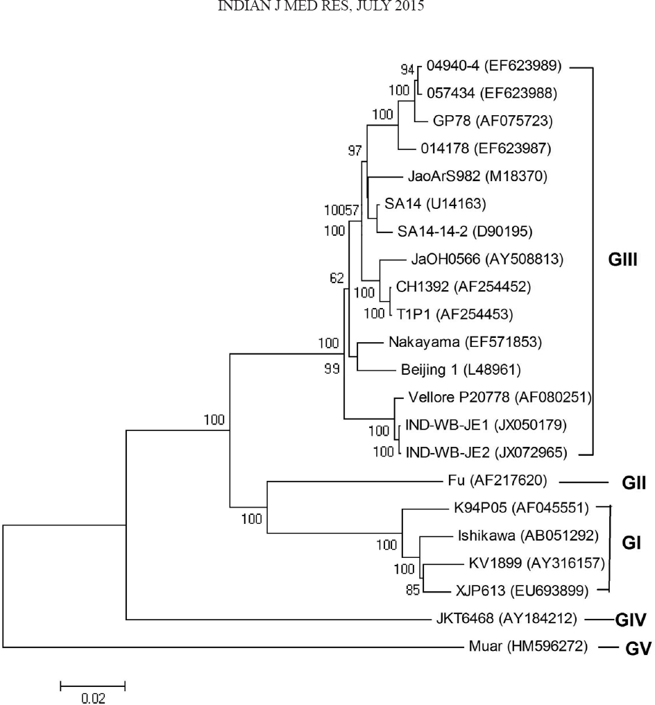 Phylogenetic trees based on available complete nucleotide sequences of Japanese encephalitis virus. The tree was constructed using the neighbour-joining method. Horizontal branch lengths are proportional to genetic distance. Genotypes are indicated on the right. The IND-WB-JE1 and IND-WB-JE2 strains were isolated in the state of West Bengal. GenBank accession numbers for viruses shown are given in Table II.