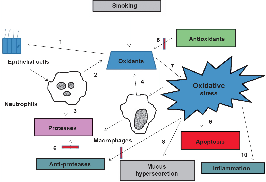 Cigarette smoke is a complex mixture of thousands of chemical compounds including free radicles and oxidants. Cigarette smoke activates alveolar and bronchial epithelial cells (1) to elicit inflammatory responses leading to the release of cytokines and recruitment of neutrophils. Endogenous oxidants (2) and proteases (3) are generated from neutrophils and other phagocytic cells (macrophages) (4) increasing the oxidative burden in the lung. The lung has an efficient antioxidant (5) and anti-protease systems (6). The balance between the oxidants and the anti- oxidants is deranged by the exogenously and endogenously produced oxidants by the cigarette smoke leading to oxidative stress (7). Oxidative stress also contributes to mucus hypersecretion (8), apoptosis (9) and inflammation (10).