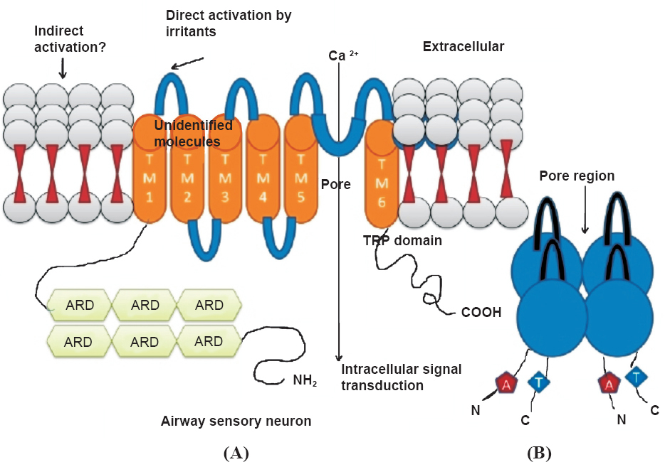 (A). A typical TRP channel containing six conserved transmembrane segments (TM1 to TM6) with a pore-forming reentrant loop between TM5 and TM6. TM1 carrying 6 ARDs (Ankyrin repeat domains); (B). the TRP pore structure formed of four subunits, each with six highly putative transmembrane helices. The pore contains a selectivity filter, which dictates through its stereochemical and electrostatic properties what kind of molecules are allowed through the pore.