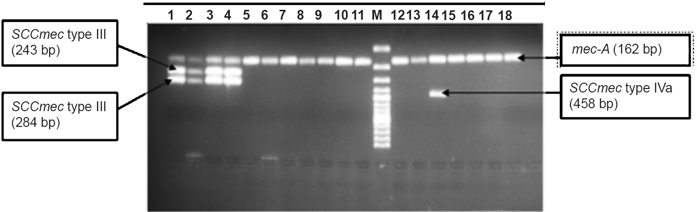 SCCmec typing of MRSA isolates. Lanes 1,2,3,4 (reaction mixture of Set A primer mix run): Positive for mec-A (162 bp), SCCmec type II (284 bp) and type III (243 bp). Lane 5-18 (reaction mixture of Set B primer mix run)= Positive for mec-A gene. Lane 14= Positive for mec-A (162bp) and SCCmec type IVa (458 bp).