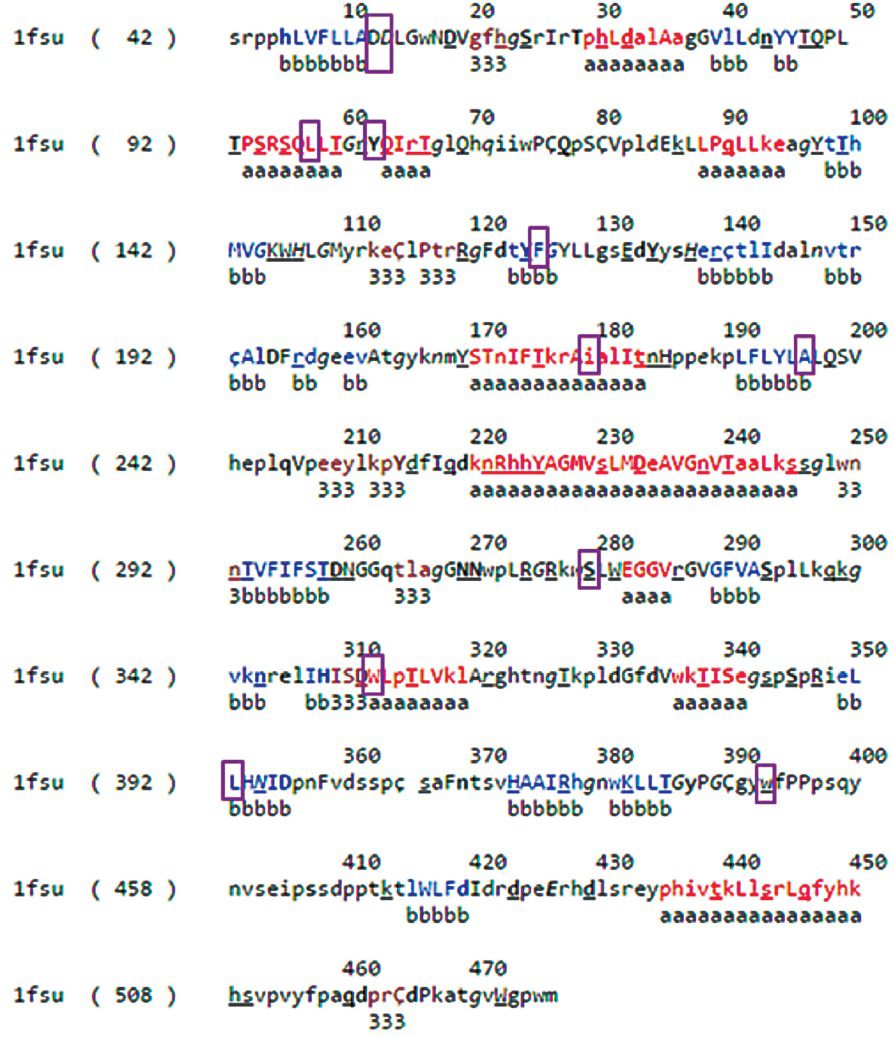 ARSB sequence and structural analysis: Protein Data Bank (PDB) file output of JOY for protein P15848. Residues form alpha helices, beta strands and 310 helices are coloured red, blue and maroon, respectively. Solvent accessible and inaccessible residues are written in lower and upper cases, respectively. Residues that bind to the main-chain amide using hydrogen bonds are written in bold and the ones that bind to main-chain carbonyl are underlined. Residues with positive phi torsion angles are italicised and the ones that form disulphide bond have a cedilla. Positions of mutated residues have been enclosed in a purple box.