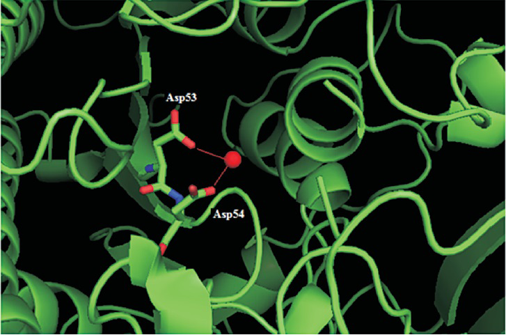 Structural analysis of the mutations of ARSB gene: The Asp53 and Asp54 (residues are shown using the stick model) make coordination bonds with the ligand Ca2+ (CA604 shown as a red sphere). The Figure has been rendered using PyMOL (DeLano Scientific, San Carlos, CA) using the Protein Data Bank (PDB) entry 1FSU.