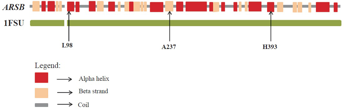Structural analysis of ARSB missense mutations using the 1FSU crystal structure of Protein Data Bank (PDB) database shows alteration of the protein structure of ARSB due to the missense mutations L98R, A237D and H393R.