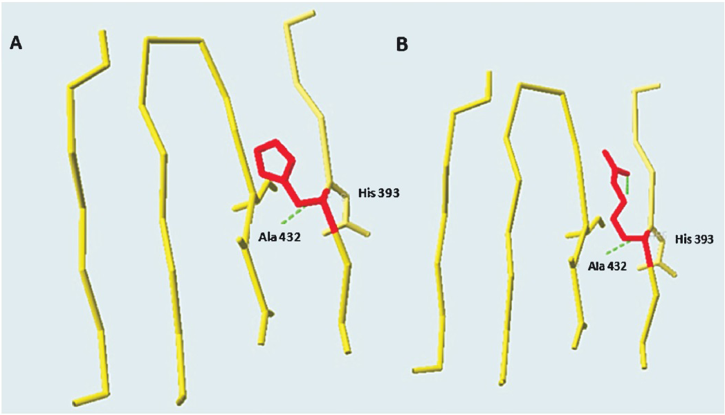 Structural analysis of ARSB missense mutations done using SwissPdb Viewer 4.0.4. The wild type His residue at position 393 Panel (A) has been mutated to Arg Panel (B). The hydrogen bonds are shown using green dashes.