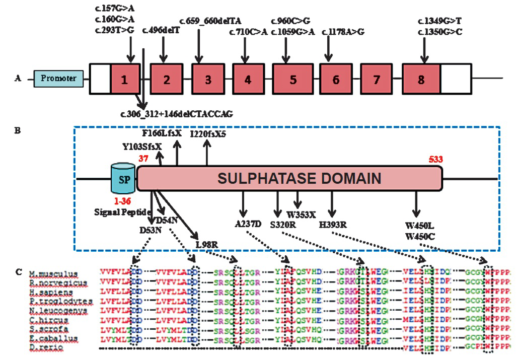 Picture depicting (A) Mutational spectrum in ARSB; (B) Active sulphatase domain of ARSB protein; (C) Evolutionary conservation of amino acid residues in homologous ARSB proteins at the missense mutation sites.