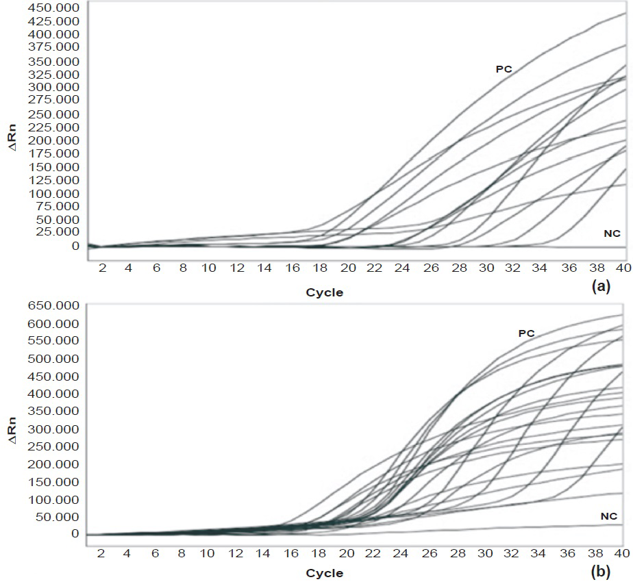 Evaluation of WPV1 and WPV3 rRT-PCR assays for amplification of different genetic lineages. (a) WPV1 isolates (n=19) representing different genetic lineages isolated during 2000 to 2011 were tested. All isolates were positively amplified. (b) WPV3 isolates (n=46) representing different genetic lineages isolated during 2000 to 2011 were tested. All isolates were positively amplified. NC, negative control; PC, positive control.