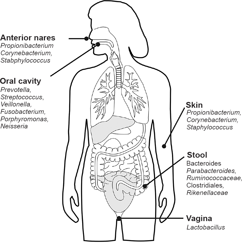 Representation of the core taxa at different human microbial habitats.