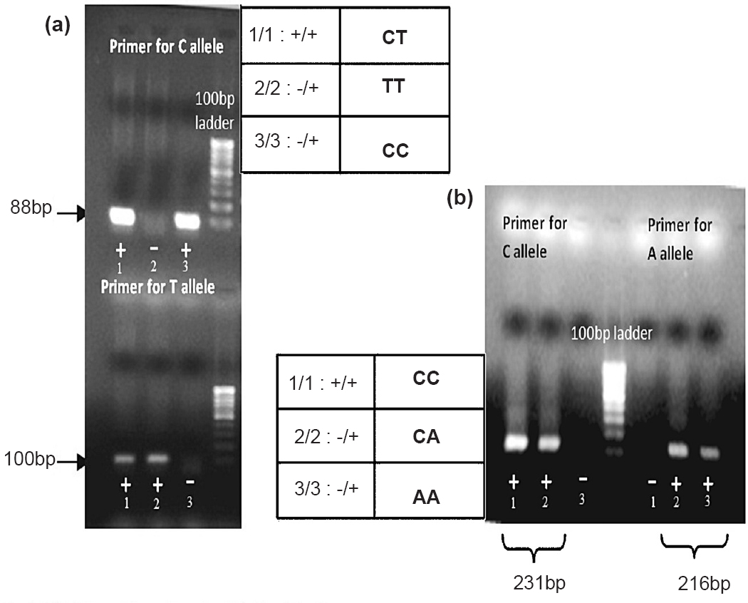 Gel detection of the amplicons for allelic discrimination. (a) Allelic discrimination of rs3014866 (b) Allelic discrimination of rs2149356.