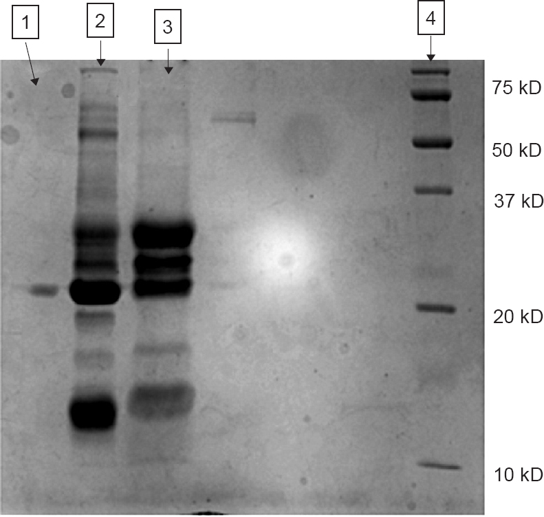 Purified conarachin I fraction along with its precursors subjected to sodium dodecyl sulphate - polyacrylamide gel electrophoresis (SDS-PAGE). Lane 1, pure conarachin 1; Lanes 2 and 3, protein part before purification; Lane 4, mol.wt.marker.
