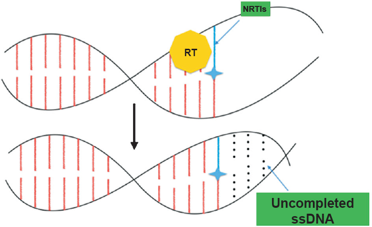 Mode of action of nucleoside reverse transcriptase inhibitor (NRTI). On incorporation of NRTI the chain is terminated. ssDNA, single strand DNA.