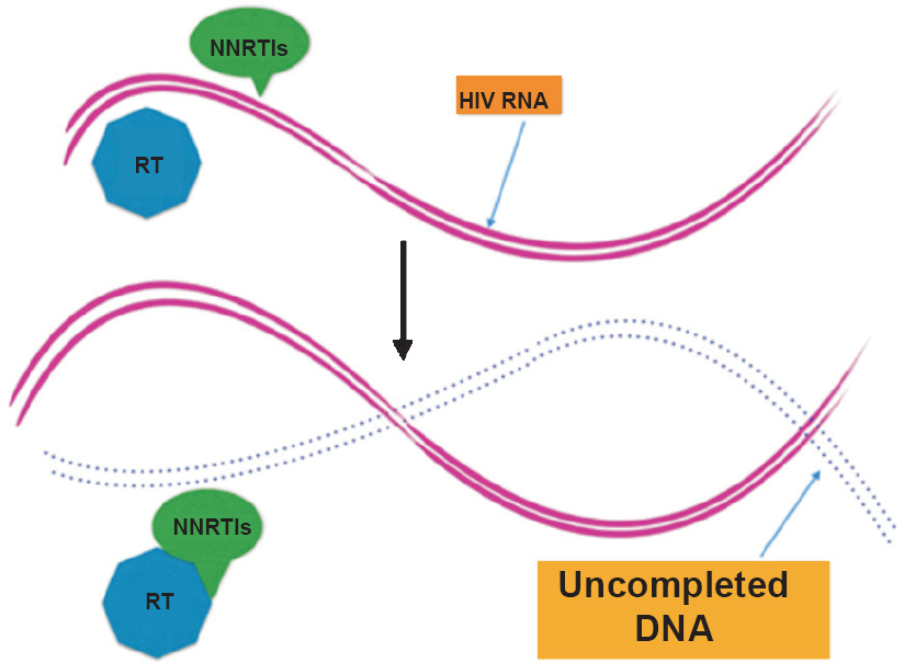 Mode of action of non-nucleoside reverse transcriptase inhibitor (NNRTI). NNRTIs block enzyme activity by binding directly to reverse transcriptase (RT) enzyme.