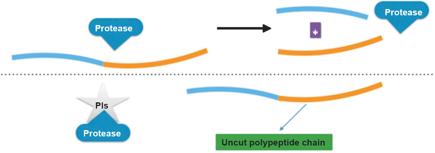 Mode of action of protease inhibitors (PIs). PIs are substrate analogue (mimic protein cutting site), and prevent generation of new viral proteins.