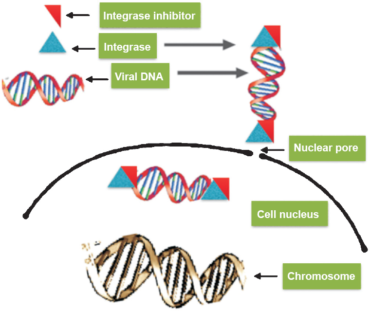 Integrase inhibitors (IIs) - mode of action. IIs inhibit enzyme activity (bind to enzyme) and prevent insertion of proviral DNA.