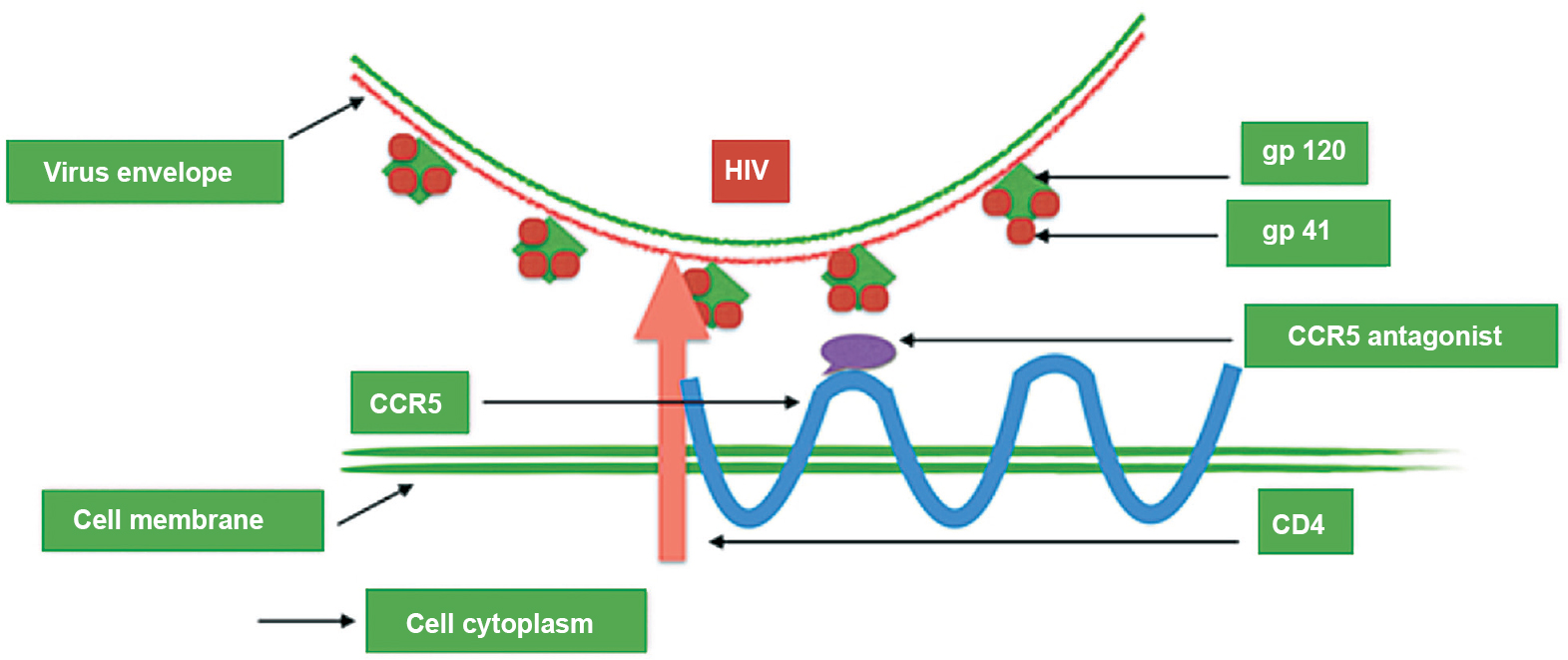 Mode of action of maraviroc. It prevents gp120 from binding to the CCR5 co-receptor and prevents the fusion peptide from gp41 inserting into the cell membrane.