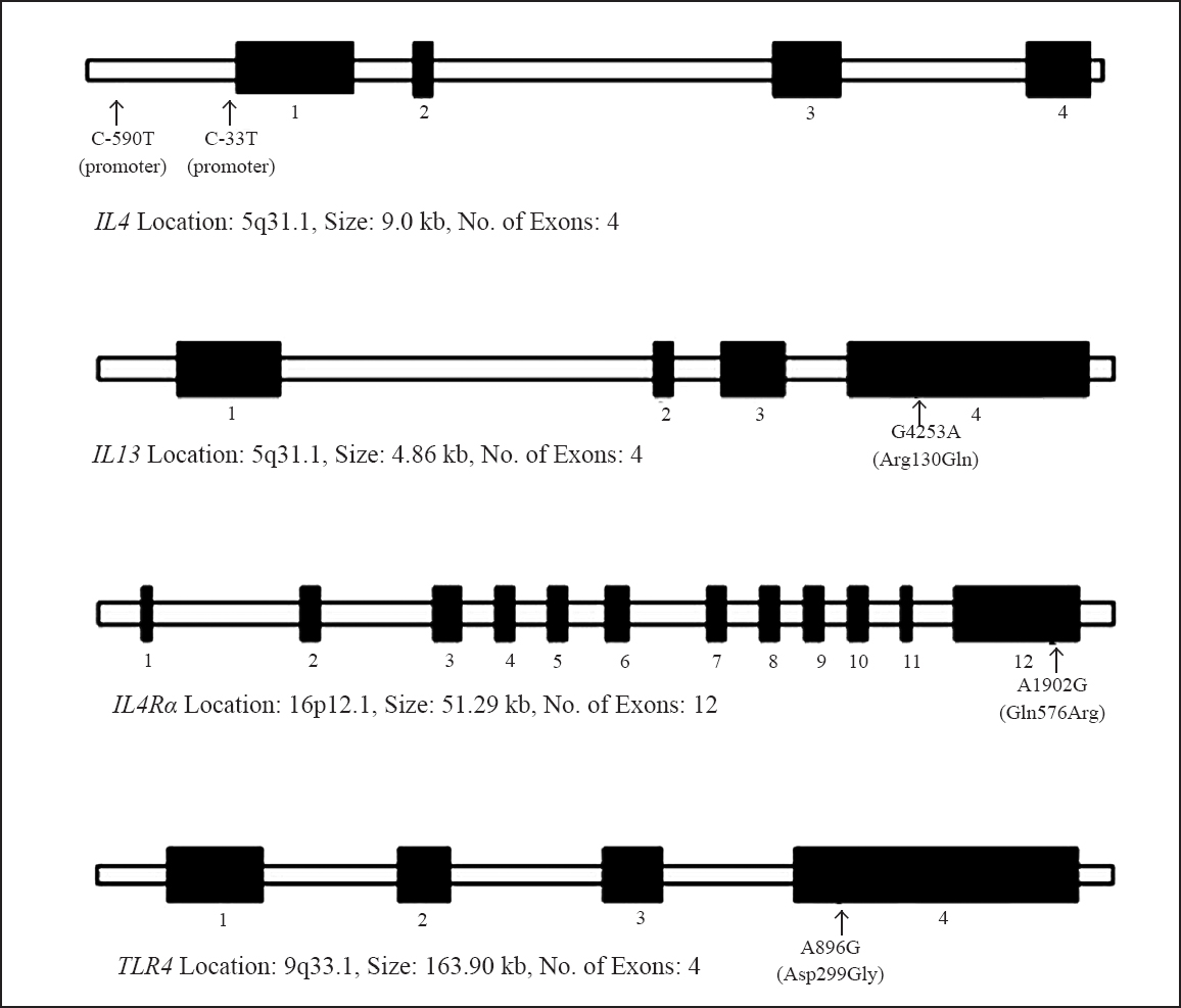 Schematic representation of interleukin 4 (IL4), IL13, IL4Rα and Toll-like receptor 4 genes (TLR4) showing their structural organization (filled boxes represent the exons) and the location of the SNPs genotyped in this study.