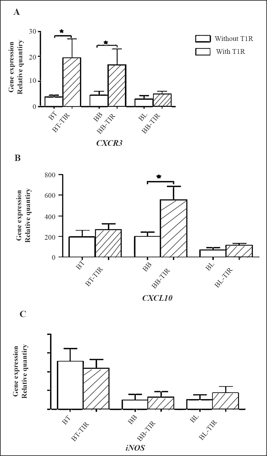 Comparative gene expression of CXCR3, CXCL10 and i-NOS in skin biopsies of leprosy patients with and without type 1 reaction (T1R) (n=5 in each group). Values are mean ± SD. BT, borderline tuberculoid leprosy; BB, mid borderline leprosy; BL, borderline lepromatous leprosy