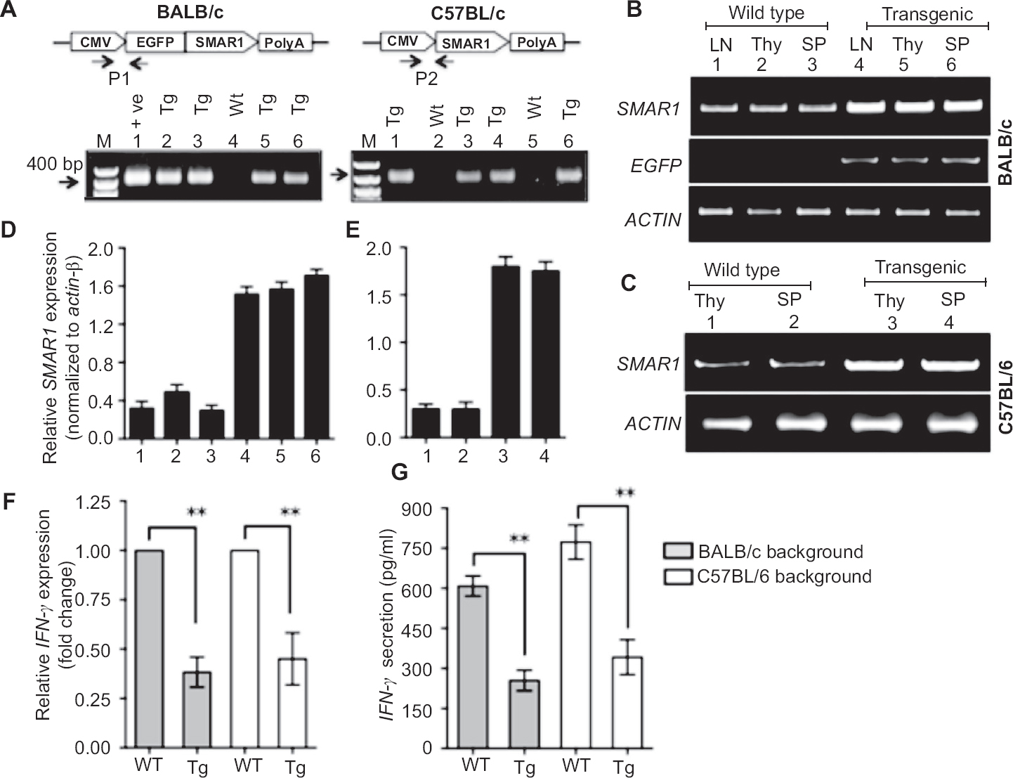 Genotyping and expression analysis in SMAR1 transgenic mice (A) Genotyping of SMAR1 transgenic mice performed on tail tissue DNA by PCR, using primers from CMV promoter and gene coding junction. P1 and P2 denote the position of primers; presence 400 bp amplicon confirmed the presence of transgene in positively scored mice. Left panel, BALB/c-SMAR1 transgenic genotype patterns (Lane 1 pEGFP-SMAR1 plasmid template as positive control, lanes 2, 3, 5, 6 represent transgenic litters, lane 4 represents wild type mice and M denotes 1 kb DNA ladder). Right panel represent genotypes from C57BL/6-SMAR1 transgenic litters (lanes 1, 3, 4, 6 represent transgenic litters while lanes 2, 5 represent wild type litters). (B) SMAR1 expression in lymph node (LN), thymus (Thy), spleen (SP) from wild type BALB/c (lanes 1, 2, 3) and BALB/c-EGFP-SMAR1 transgenic (lanes 4, 5, 6). (C) SMAR1 expression in thymus (Thy) and spleen (SP) of wild type C57BL/6 (lanes 1, 2) and C57BL/6-SMAR1 transgenic mice (lanes 3, 4) by semi-quantitative RT-PCR. Actin β is monitored as a loading control. (D) & (E) Densitometry analysis of Fig. 1B & 1C, by Image J Software demonstrating the fold change in expression after normalization with actin loading control. Error bar represents ± SD from three indpendent experiments. (F) Expression analysis of IFN-γ mRNA by quantitative RT-PCR in splenic CD4+ T cells from wild type and SMAR1 transgenic mice stimulated with anti-CD3 and anti-CD28 ligands for 24 h. (G) ELISA demonstrating the secretion of IFN-γ by CD4+ T cells stimulated ex vivo with anti-CD3 and anti-CD28 ligands. Error bars represent ± SEM from three independent experiments (**P<0.01).
